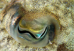 Cuttlefish.Sepia officinalis. by Carlos Ernesto 